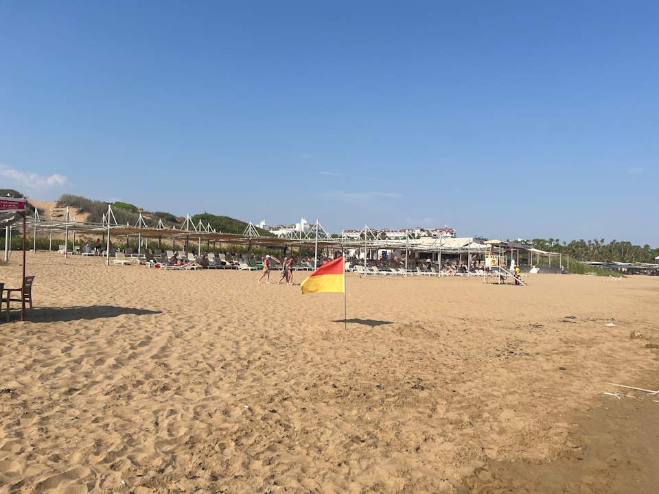 Strand Seashell Vega