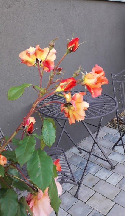 Gartenanlage Hotel Schwengerer