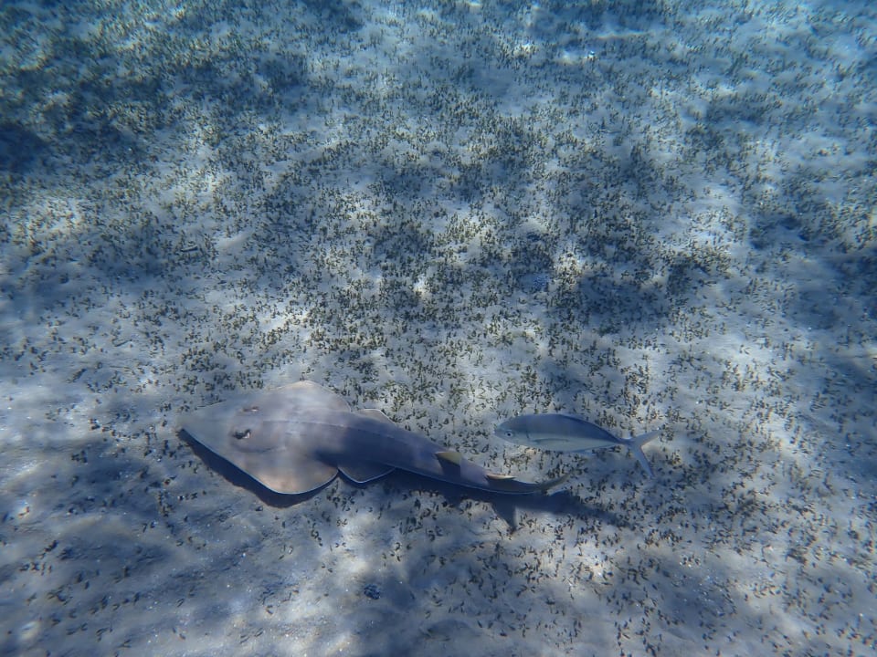 Sport & Freizeit Shams Alam Beach Resort