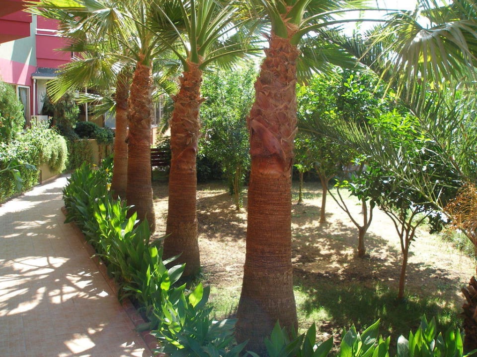 Palm trees alley Aydinbey Gold Dreams