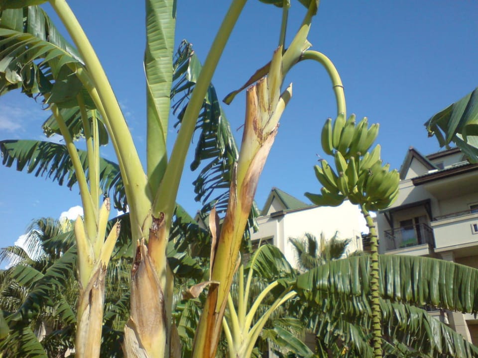 Bananen Dobedan Exclusive Hotel And Spa