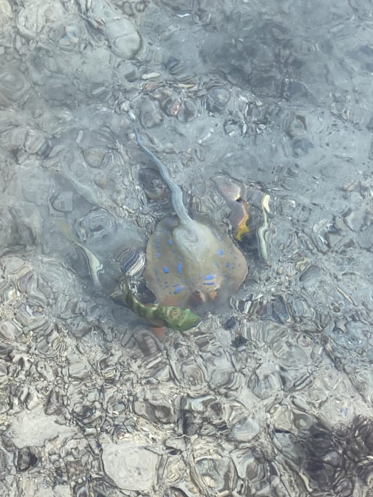 Strand TUI MAGIC LIFE Kalawy