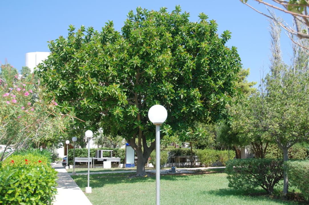 Wielki fikus w ogrodzie Ialyssos Bay