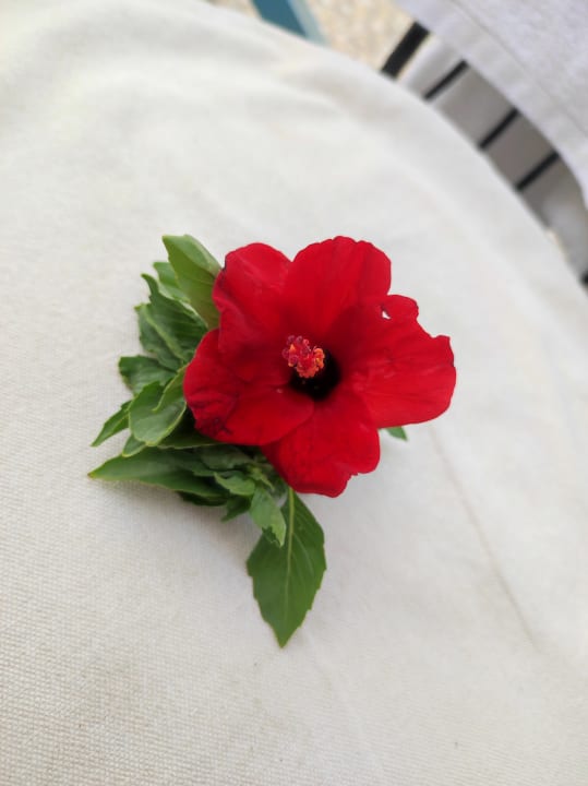 Zimmer Giftun Azur Resort