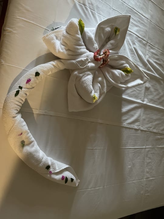 Zimmer Jaz Solaya