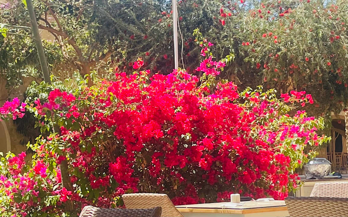 Gartenanlage Makadi Spa - Adults only