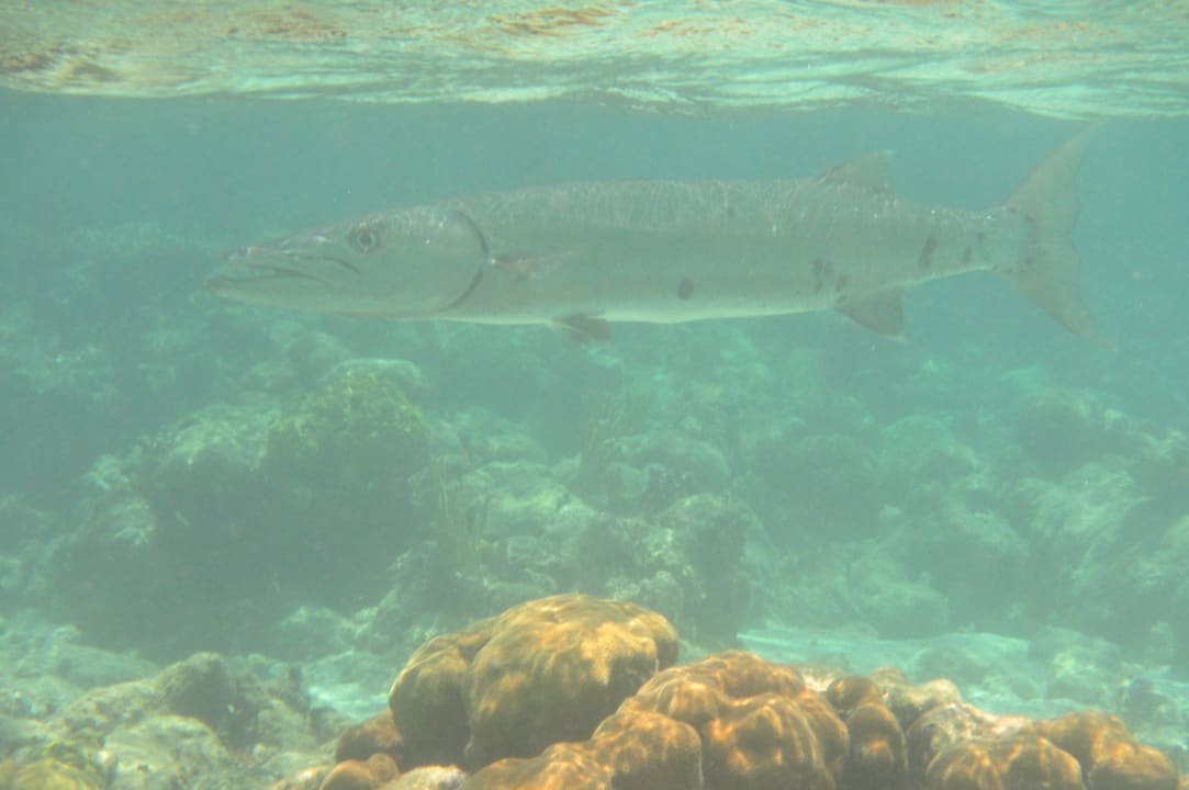 Sport & Freizeit Akumal Bay Beach & Wellness Resort