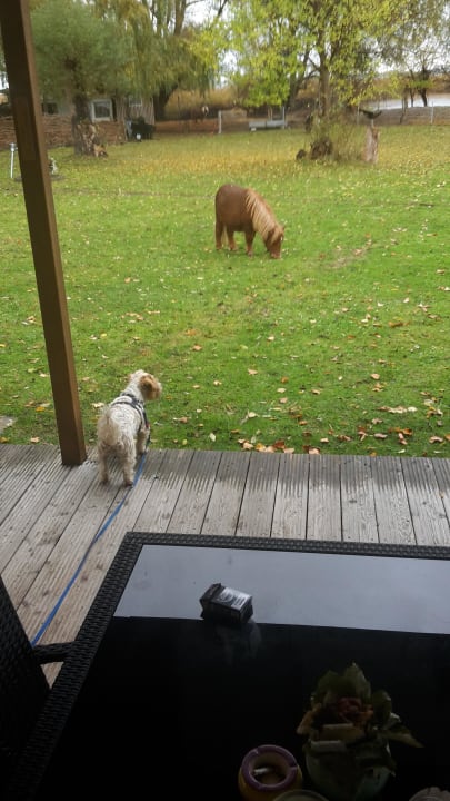 Ein Pony vor der Tür  Ferienresort Möwenort