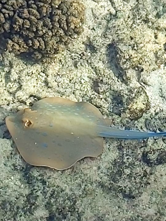 Strand TUI BLUE Samaya