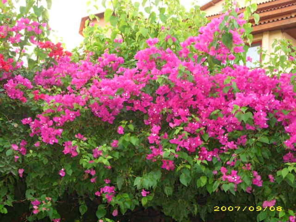 Blumen Bella Resort & Spa