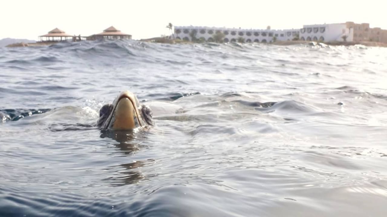 Hallo Three Corners Equinox Beach Resort