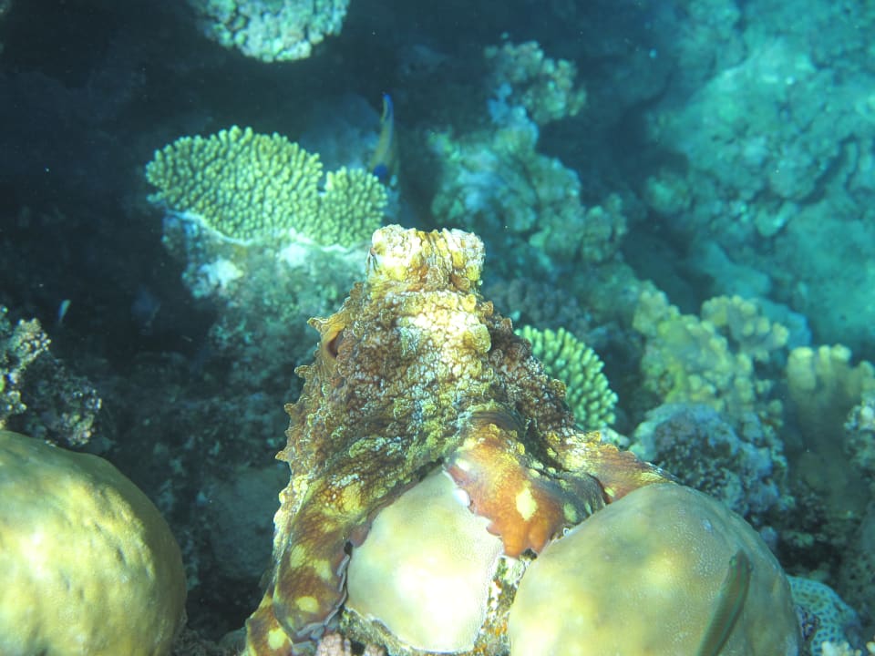 Sport & Freizeit Three Corners Equinox Beach Resort