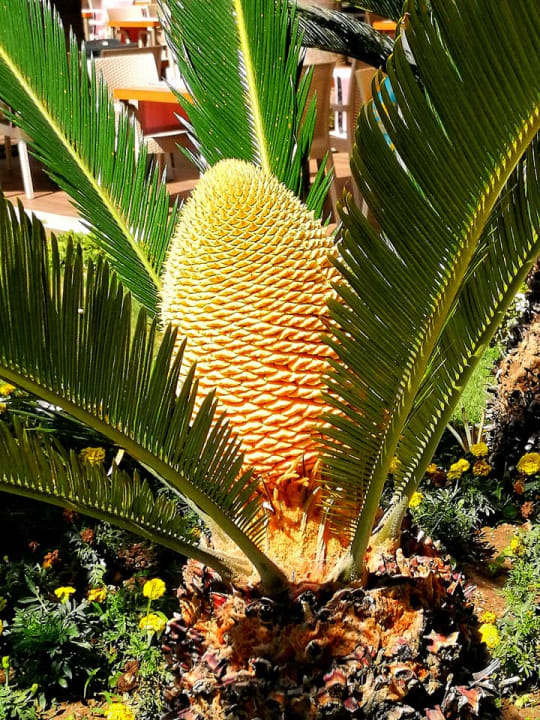 Gartenanlage Fame Residence Göynük