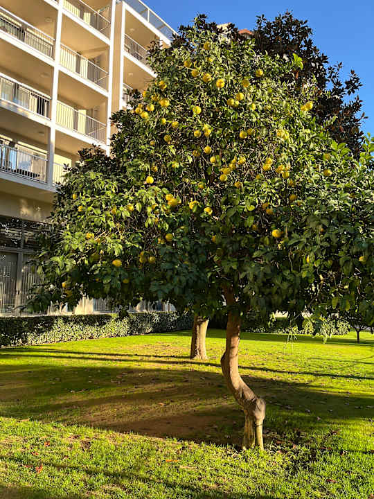 Gartenanlage Arum Barut Collection