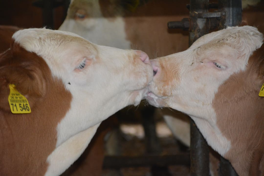 Sonstiges Fröschlhof