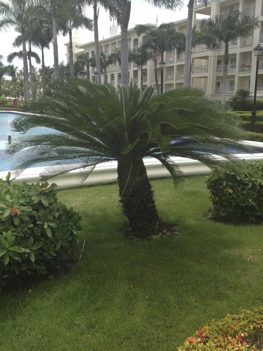 Innenhof Hotel Riu Palace Punta Cana