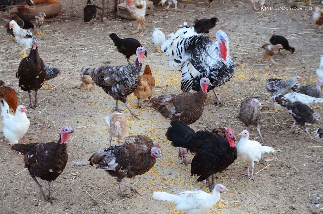 Galline Agriturismo S' Ozzastru