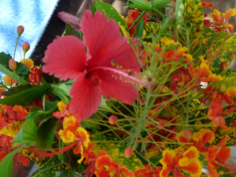 Gartenanlage African Dream Cottages