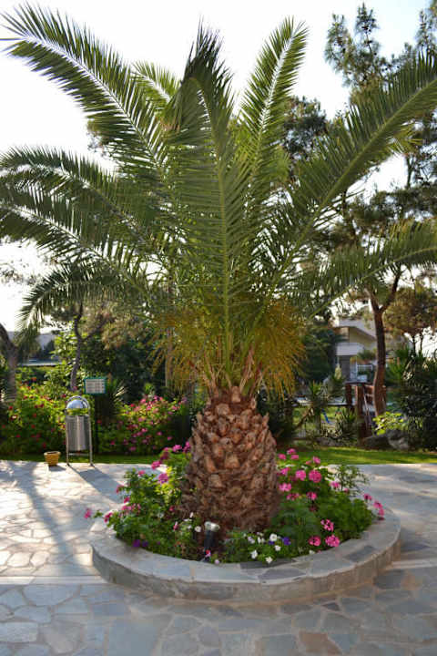 Wygląd zewnętrzny hotelu Hotel Kalithea Horizon Royal