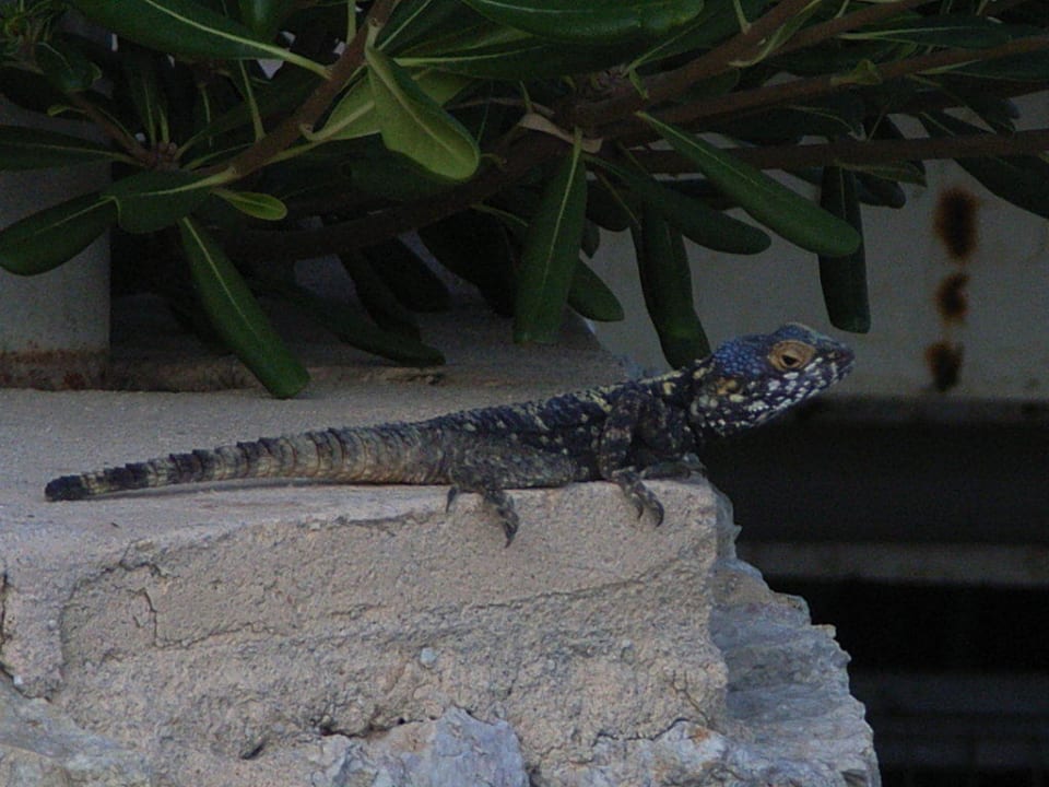 Haustiere Olympos Beach Hotel