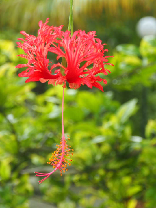 Im Inselinneren unterwegs Adaaran Select Hudhuran Fushi - Premium All Inclusive