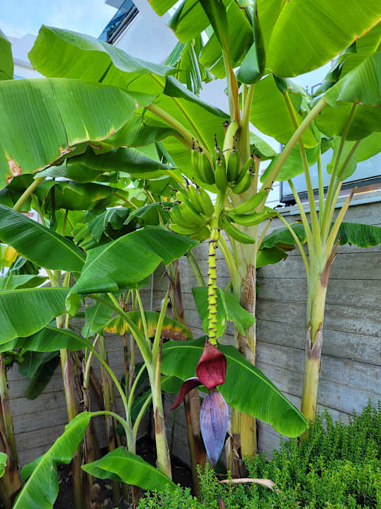 Gartenanlage Side Star Elegance