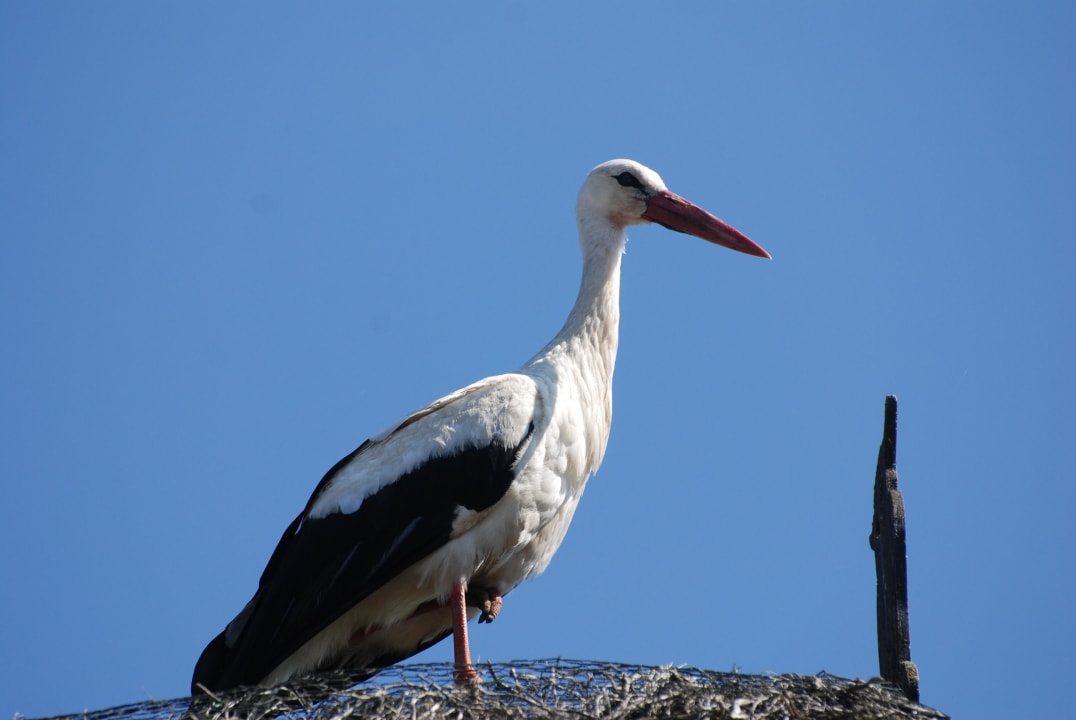Kinderwunsch? Hier melden Hof Kranichstein