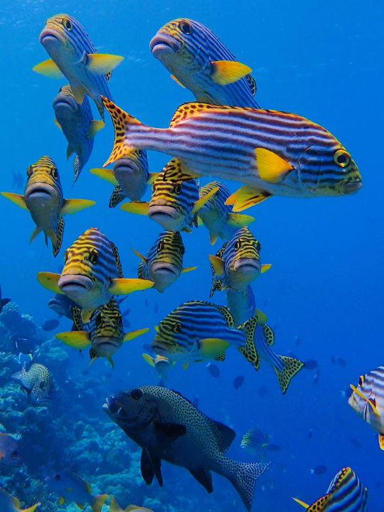 Sport & Freizeit Filitheyo Island Resort