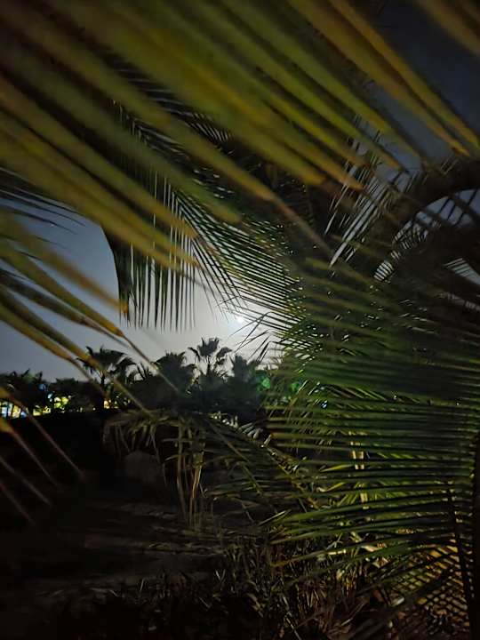 Gartenanlage Hotel Riu Palace Boavista