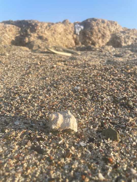 Strand Pickalbatros Sea World Resort - Marsa Alam