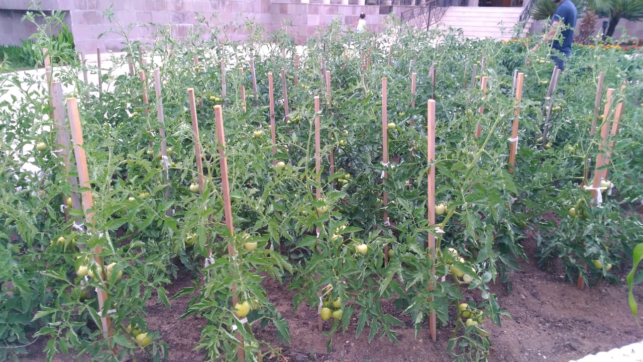 Gartenanlage TUI BLUE Palm Garden