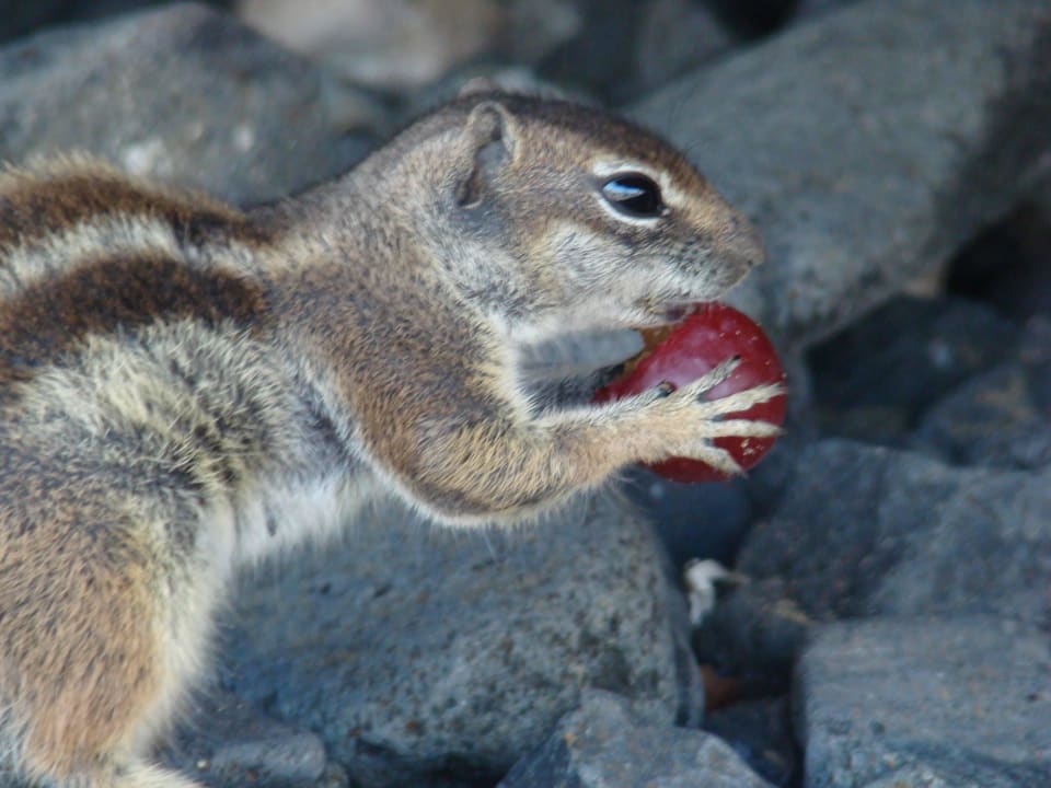 Wiewiórka SBH Costa Calma Beach Resort
