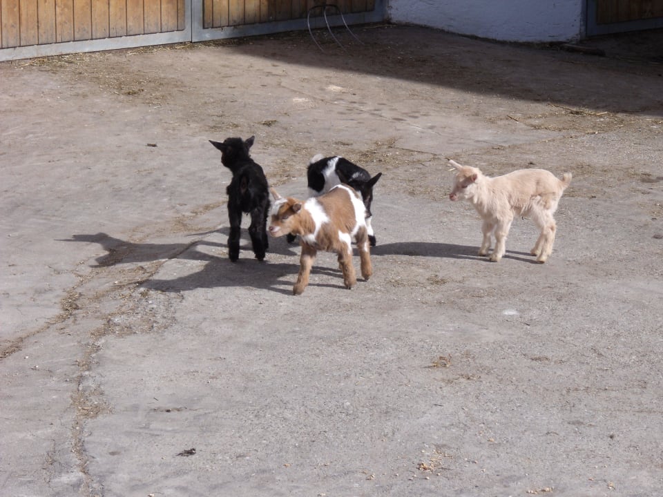 Ziegenmarsch Ferienhof Scharl