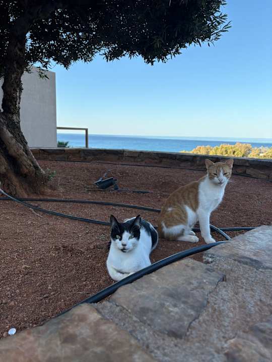 Gartenanlage Atlantica Mikri Poli Crete