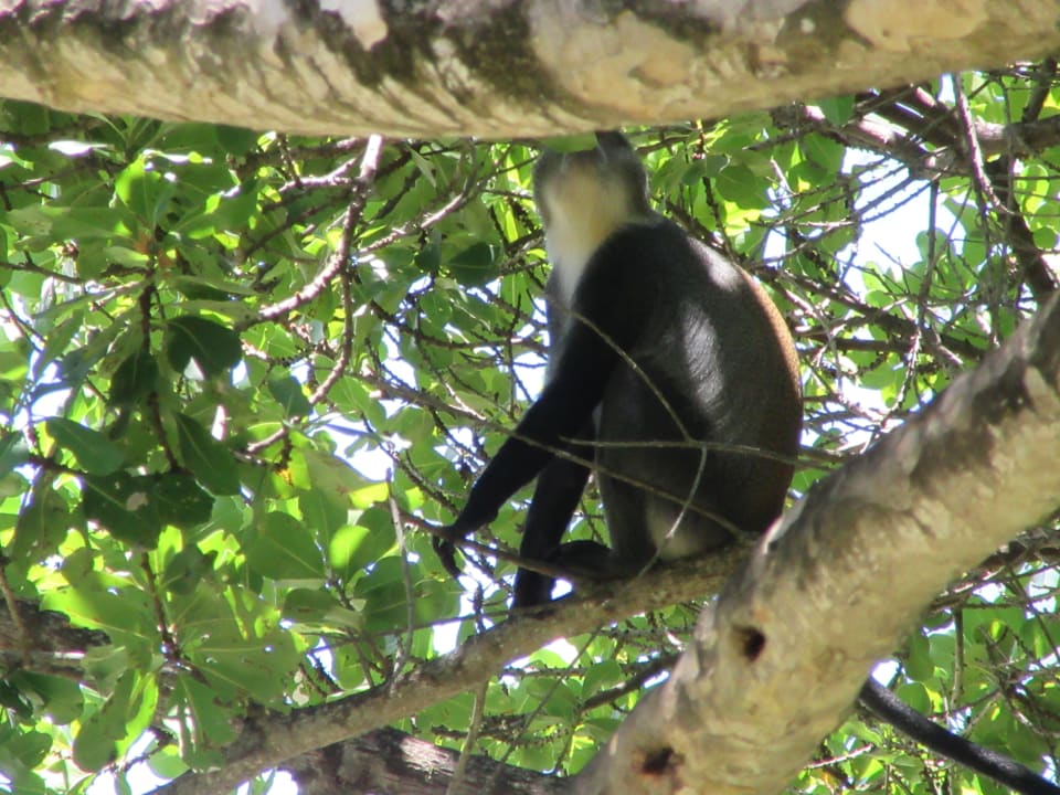 Gartenanlage Baobab Beach Resort & Spa