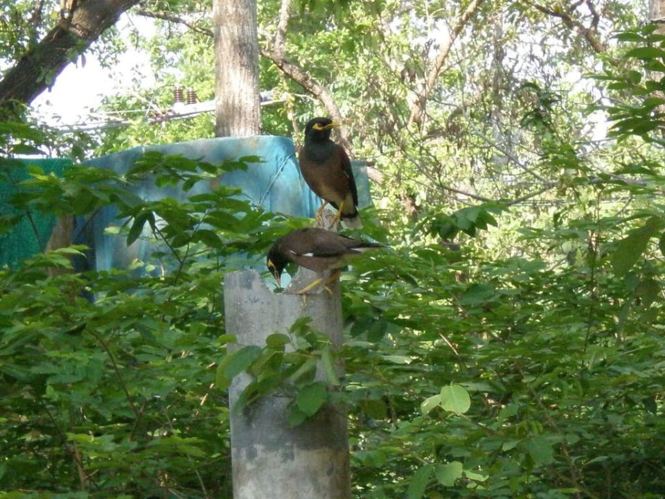 Einheimische Vögel Sai Kaew Beach Resort