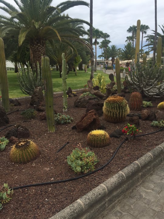 Gartenanlage Hotel Riu Gran Canaria