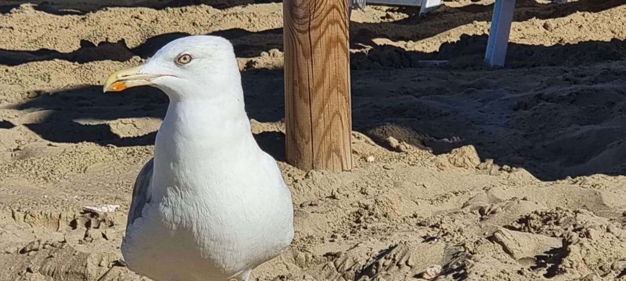 Strand Hotel Luciana