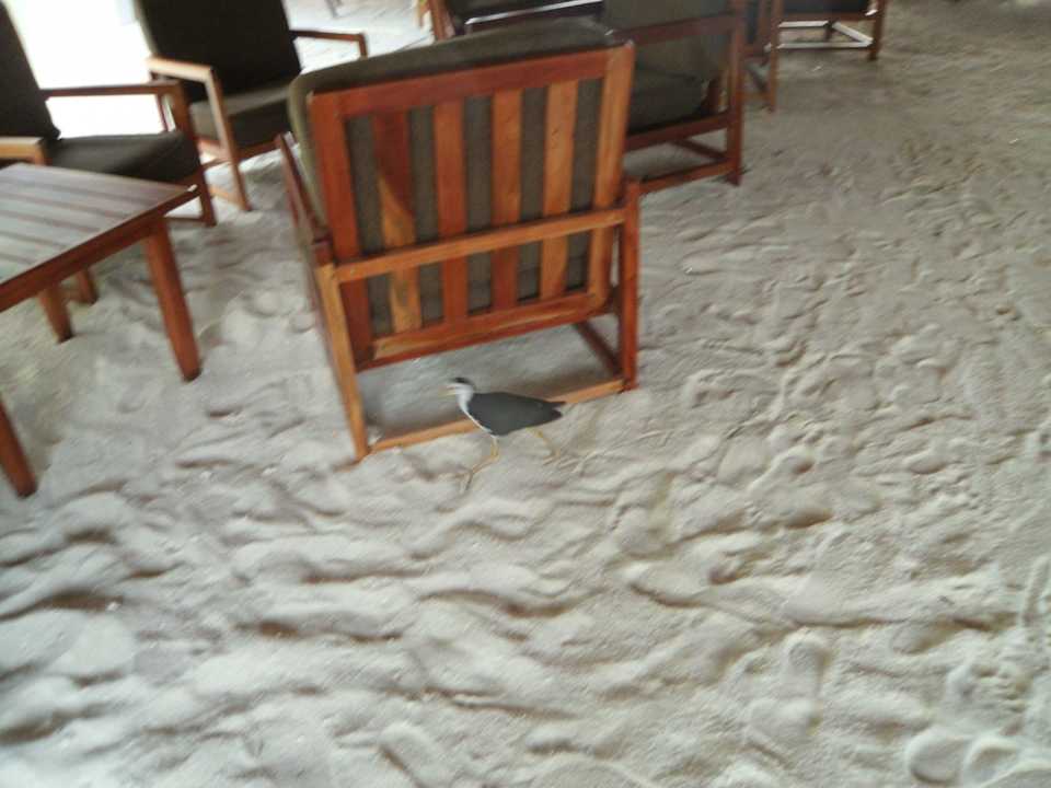 Mitbewohner Summer Island Maldives