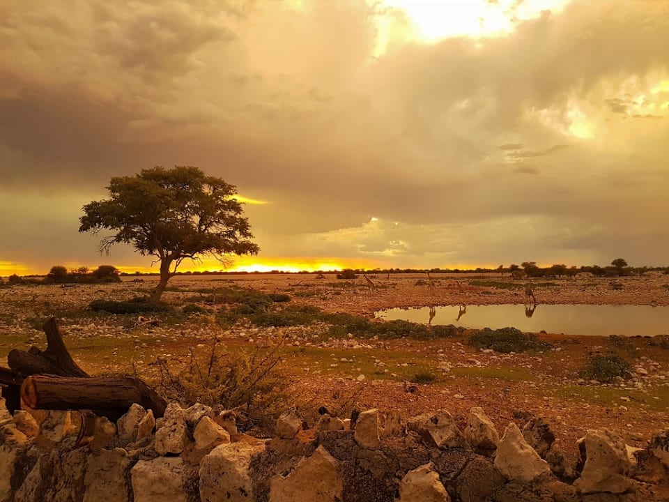 Gartenanlage Okaukuejo Camp