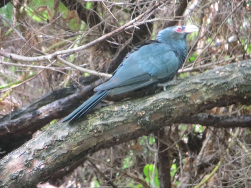 Vogel beim Surf Break Bereich Adaaran Select Hudhuran Fushi - Premium All Inclusive