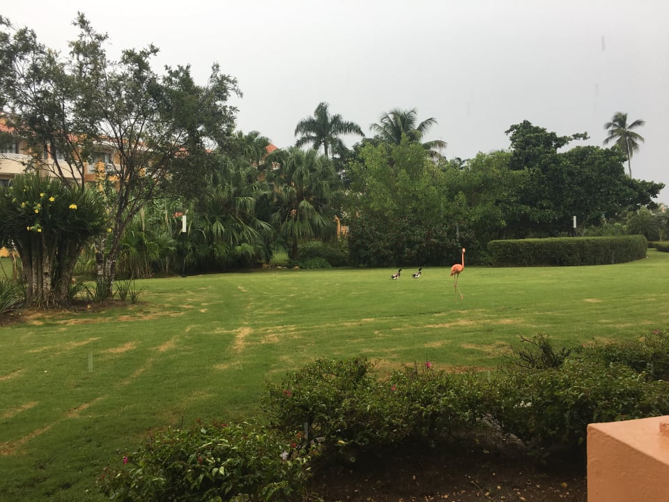 Flamingos im Garten  Hotel Viva Dominicus Palace by Wyndham-All Inclusive Resort