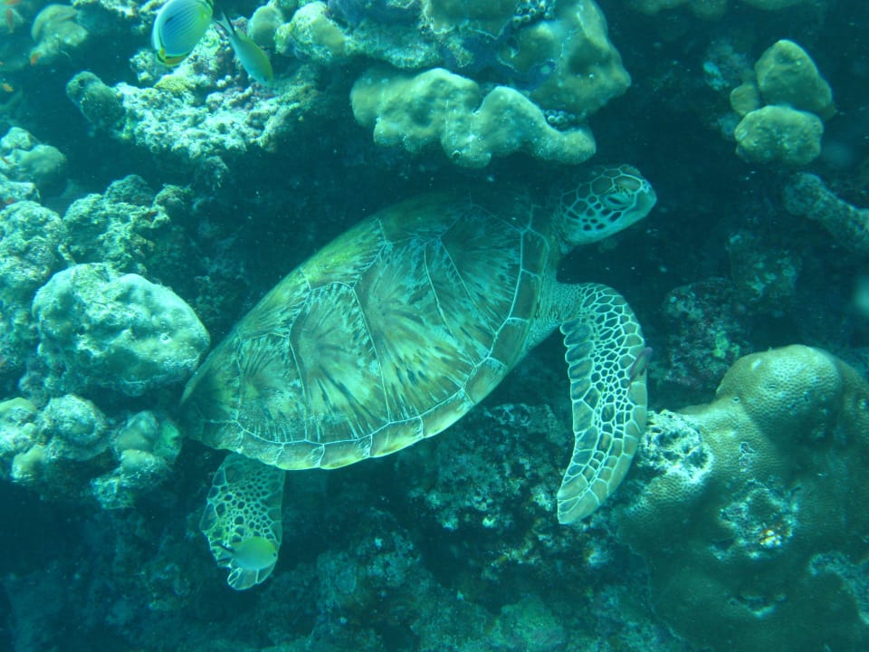 Beim Schnorcheln am Hausriff Kuredu Island Resort & Spa