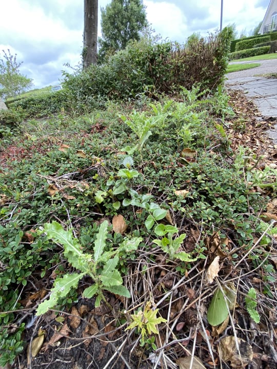 Gartenanlage Roompot De Soeten Haert