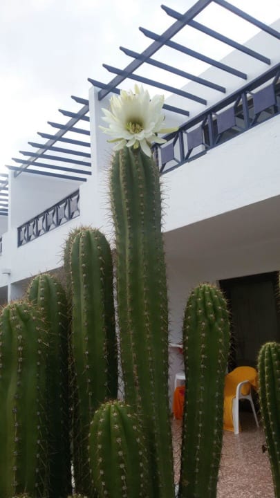 Sehr schöne Blüte Relaxia Olivina