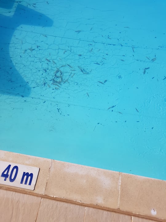 Pool Atlas Amadil Beach Hotel