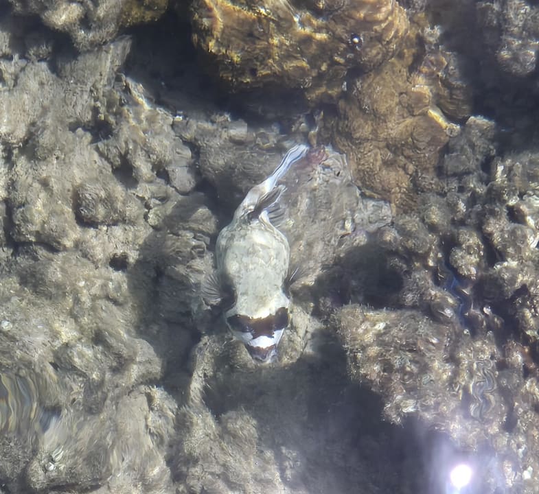 Strand Jaz Makadi Oasis Resort