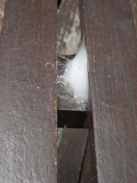 Sonnenliege D'coconut Island Resort