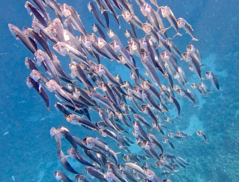 Strand Hotel Sheraton Soma Bay Resort