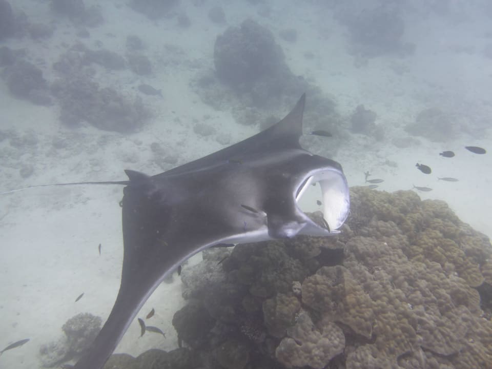 Mit gaaanz viel Glück im März  Kuramathi Maldives